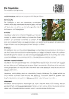 Vorschau - Arbeitsblätter - Die Hauskatze - Arbeitsblatt mit Erklärvideo - Deckblatt