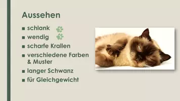 Vorschau - Präsentationen/Tafelbilder - Die Hauskatze (Präsentation und H5P) - Seite 3