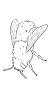 Vorschau - selbst erstellte Cliparts/Grafiken - Unsere kleinsten Wiesentiere: Cliparts zur kommerziellen Nutzung - Seite 3
