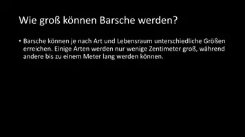 Vorschau - Arbeitsblätter - AB mit Fragen zum Thema "Barsche" + Lösungsblatt - Seite 3