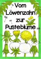 Vorschau - Poster - Vom Löwenzahn zur Pusteblume - Tafelmaterial - Deckblatt