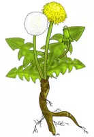 Vorschau - Poster - Vom Löwenzahn zur Pusteblume - Tafelmaterial - Seite 2