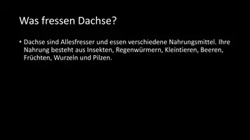 Vorschau - Arbeitsblätter - AB mit Fragen zum Thema "Dachse" + Lösungsblatt - Seite 3
