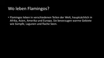 Vorschau - Arbeitsblätter - AB mit Fragen zum Thema "Flamingos" + Lösungsblatt + Infografik - Seite 3