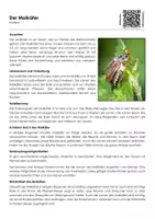 Vorschau - Arbeitsblätter - Der Maikäfer - Arbeitsblatt (Infotext und Übungen) - Deckblatt