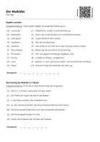 Vorschau - Arbeitsblätter - Der Maikäfer - Arbeitsblatt (Infotext und Übungen) - Seite 1