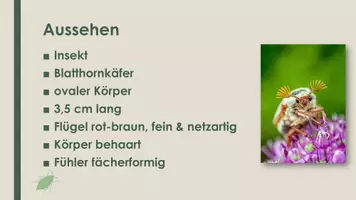 Vorschau - Präsentationen/Tafelbilder - Der Maikäfer (Präsentation und H5P) - Seite 1