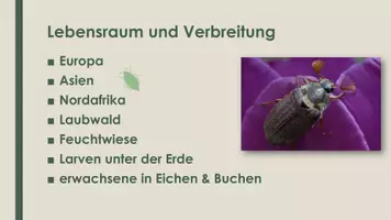 Vorschau - Präsentationen/Tafelbilder - Der Maikäfer (Präsentation und H5P) - Seite 2