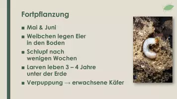 Vorschau - Präsentationen/Tafelbilder - Der Maikäfer (Präsentation und H5P) - Seite 3