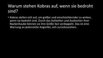 Vorschau - Arbeitsblätter - AB mit Fragen zum Thema "Kobras" + Lösungsblatt - Seite 3
