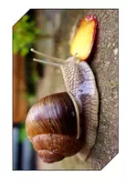 Vorschau - Unterrichtsreihen - Anschauungsmaterial Schnecke - Seite 2