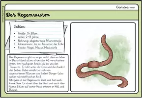 Vorschau - Anderer Materialtyp - Unsere kleinsten Wiesentiere: Infokarten - Seite 2
