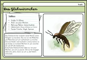 Vorschau - Anderer Materialtyp - Unsere kleinsten Wiesentiere: Infokarten - Seite 3