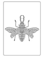 Aperçu - Préparation de séance / Séance complète - Coléoptères - Pack de coloriages gratuit +10 illustrations - Page 2