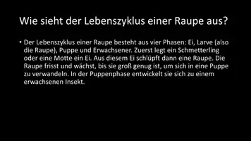 Vorschau - Arbeitsblätter - AB mit Fragen zum Thema "Raupen" + Lösungsblatt - Seite 3