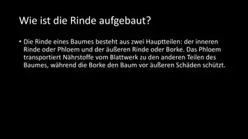 Vorschau - Arbeitsblätter - AB mit Fragen zum Thema "Rinde" + Lösungsblatt - Seite 2