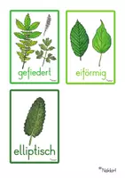 Vorschau - Fördermaterial/Inklusion - Pflanzenmerkmale - Blattformen - Seite 3