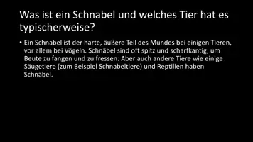 Vorschau - Arbeitsblätter - AB mit Fragen zum Thema "Schnäbel" + Lösungsblatt + Infografik - Seite 3