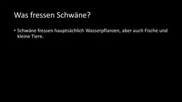 Vorschau - Arbeitsblätter - AB mit Fragen zum Thema "Schwäne" + Lösungsblatt - Seite 3