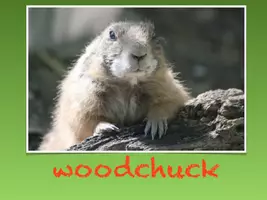 Vorschau - Spiele - Unterrichtseinstieg / Zungenbrecher - Woodchuck - Seite 1