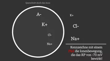 Vorschau - Interaktives Material - Warm up: Ruhepotential - Seite 3