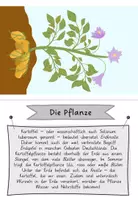 Vorschau - Unterrichtsreihen - Unterrichtseinheit die Kartoffel - Freiarbeitsmaterial - Seite 3