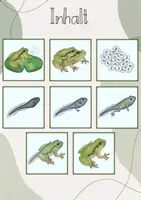 Vorschau - Stundenentwürfe - Tafelbild: Vom Ei zum Frosch/ Die Entwicklung des Frosches - Seite 3