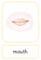 Vorschau - Präsentationen/Tafelbilder - Body parts Flashcards zur Wortschatzeinführung Körper - Seite 3