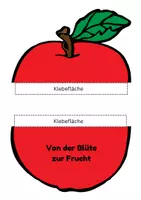 Vorschau - Arbeitsblätter - Von der Blüte zur Frucht - Apfel - Seite 3