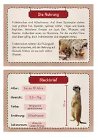 Vorschau - Stationenlernen - Erdmännchen Infokarten - Seite 1