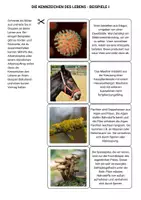 Vorschau - Präsentationen/Tafelbilder - Einführung in die Biologie Kennzeichen des Lebens Lebendigen - Seite 2