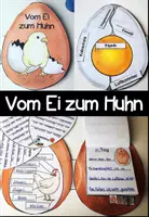 Vorschau - Arbeitsblätter - Vom Ei zum Küken/Huhn - Seite 1