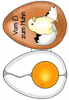 Vorschau - Arbeitsblätter - Vom Ei zum Küken/Huhn - Seite 2