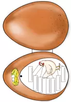 Vorschau - Arbeitsblätter - Vom Ei zum Küken/Huhn - Seite 3