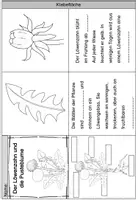 Vorschau - Arbeitsblätter - Leporello - Vom Löwenzahn zur Pusteblume - Seite 1