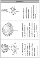 Vorschau - Arbeitsblätter - Leporello - Vom Löwenzahn zur Pusteblume - Seite 2