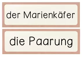 Vorschau - Merkblätter - Tafelmaterial Lebenszyklus Marienkäfer - Vom Ei zum Marienkäfer - Bildkarten - Seite 2