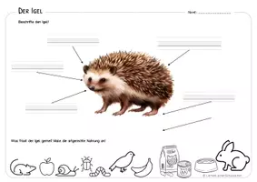 Vorschau - Arbeitsblätter - Igel - Arbeitsblatt für Klasse 1 - Seite 2