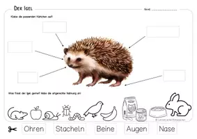 Vorschau - Arbeitsblätter - Igel - Arbeitsblatt für Klasse 1 - Seite 3