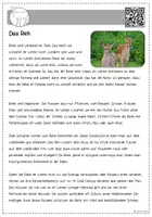 Vorschau - Text - Tiere im Winter - Steckbriefe - Seite 3