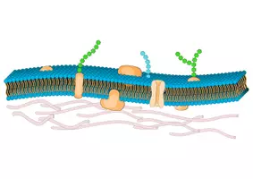 Vorschau - selbst erstellte Cliparts/Grafiken - Biomembranen - Grafik zur Erstellung von Arbeitsblättern - Seite 1