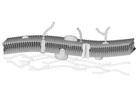 Vorschau - selbst erstellte Cliparts/Grafiken - Biomembranen - Grafik zur Erstellung von Arbeitsblättern - Seite 3