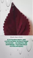 Vorschau - Arbeitsblätter - Materialpaket Fotosynthese, Blattpigmente, Stomata, Biosphäre - Deckblatt