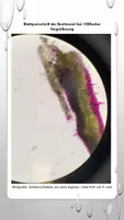 Vorschau - Arbeitsblätter - Blattquerschnitt und Fotosynthese am Beispiel der Buntnessel - Seite 3