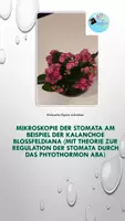 Vorschau - Arbeitsblätter - Mikroskopie: Stomata Kalanchoe blossfeldiana mit Theorieteil (ABA) - Deckblatt