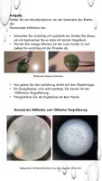 Vorschau - Arbeitsblätter - Mikroskopie: Stomata Kalanchoe blossfeldiana mit Theorieteil (ABA) - Seite 2