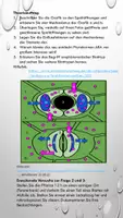 Vorschau - Arbeitsblätter - Mikroskopie: Stomata Kalanchoe blossfeldiana mit Theorieteil (ABA) - Seite 3