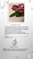 Vorschau - Arbeitsblätter - Mikroskopie: Stomata Kalanchoe blossfeldiana mit Theorieteil (ABA) - Seite 1
