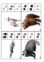 Aperçu - Jeux - Empreintes animaux – Cartes et activités PDF - Page 1