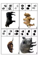 Aperçu - Jeux - Empreintes animaux – Cartes et activités PDF - Page 2